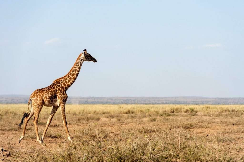 Giraffe in National park of Kenya