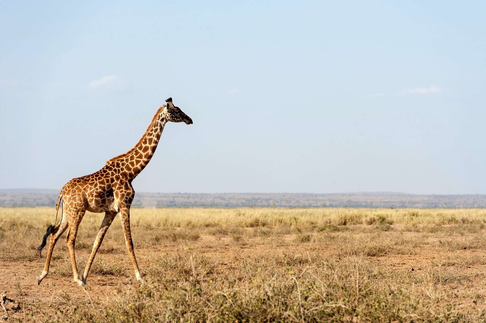 Giraffe in National park of Kenya