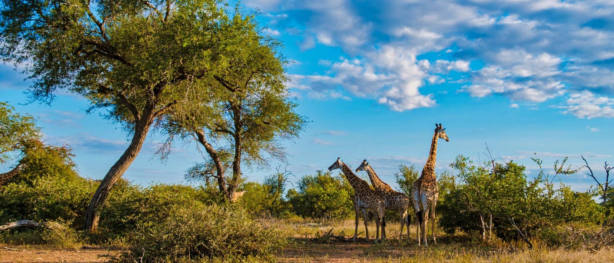 Giraffe in the bush of Kruger national park South Africa