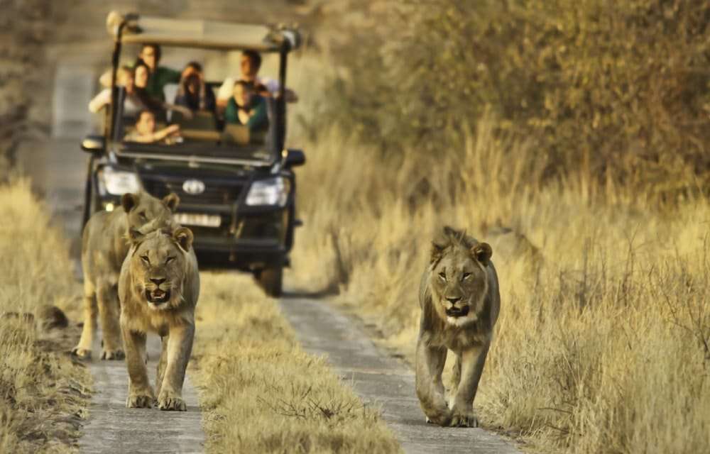 Best African Safari Tours, Packages & Tailored Itineraries