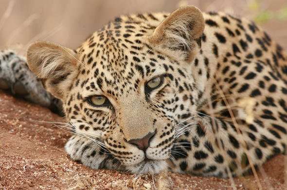 Leopard