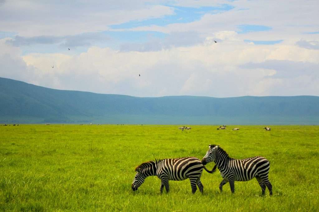 Ngorongoro-Crater-Zebra