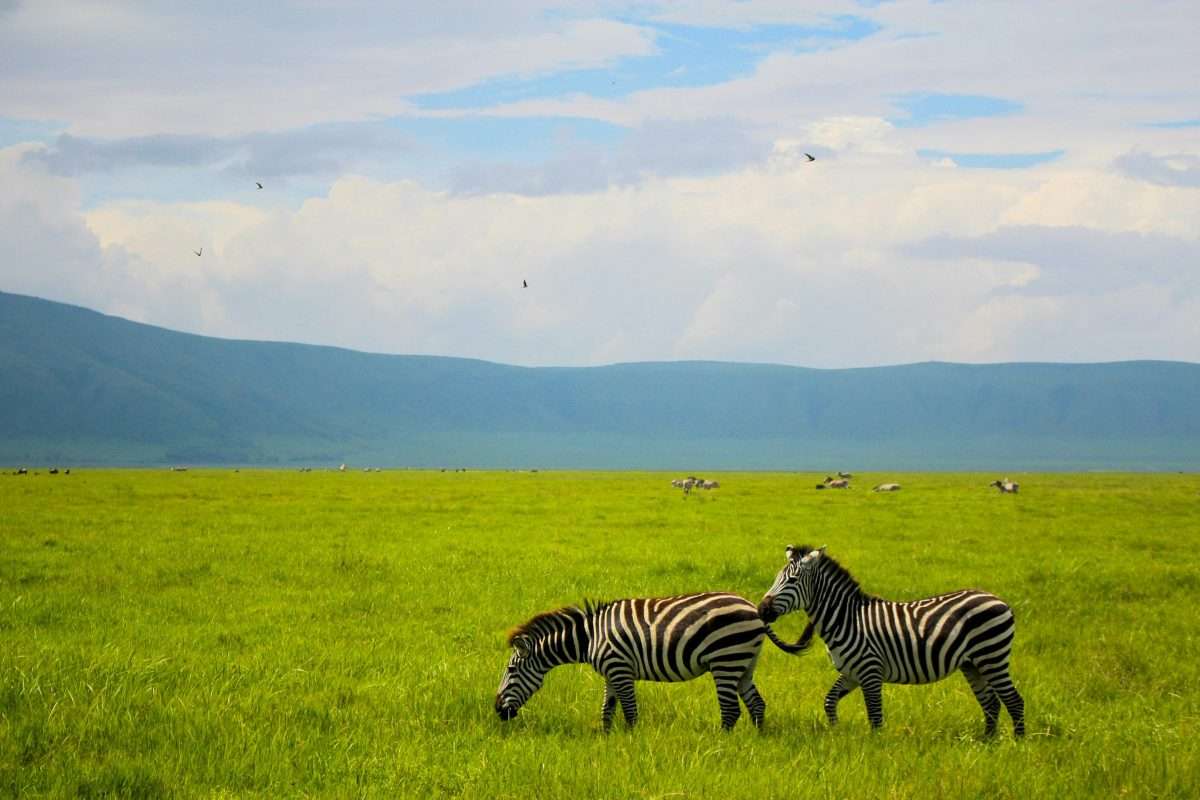 Ngorongoro-Crater-Zebra