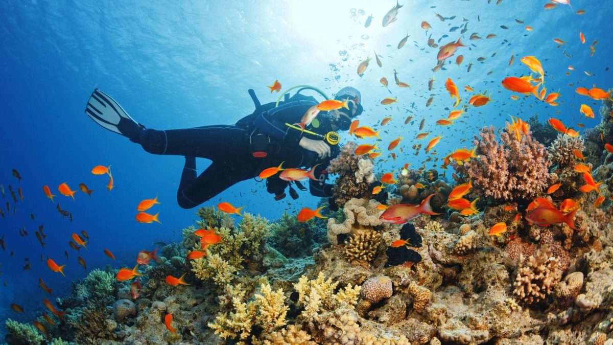 Snorkel or Dive at Mnemba Atoll