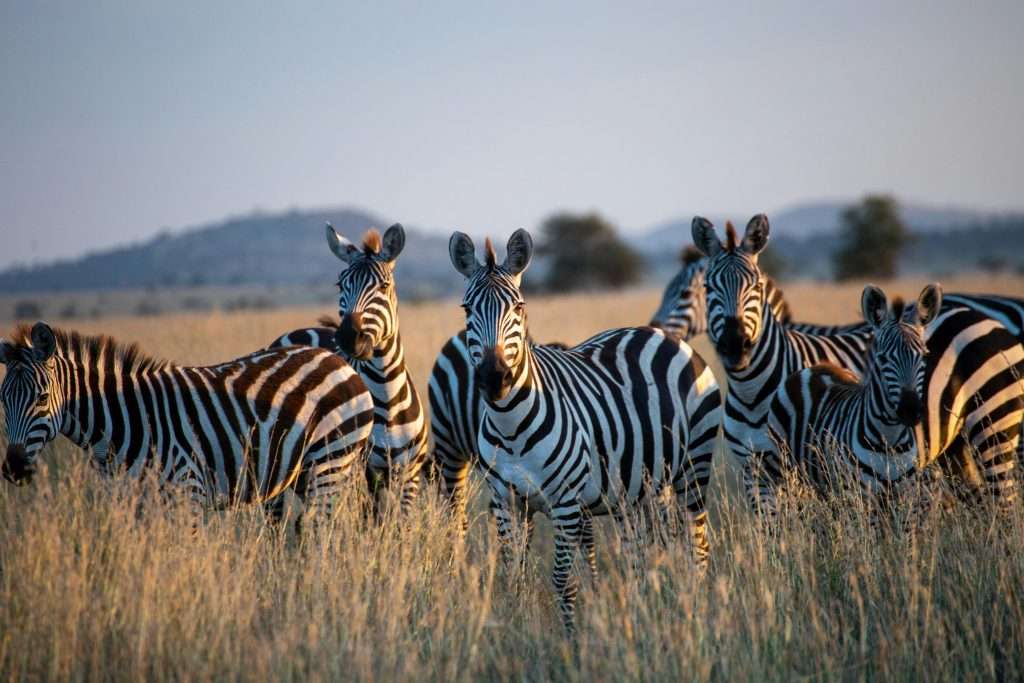 Best Places to Visit in Tanzania