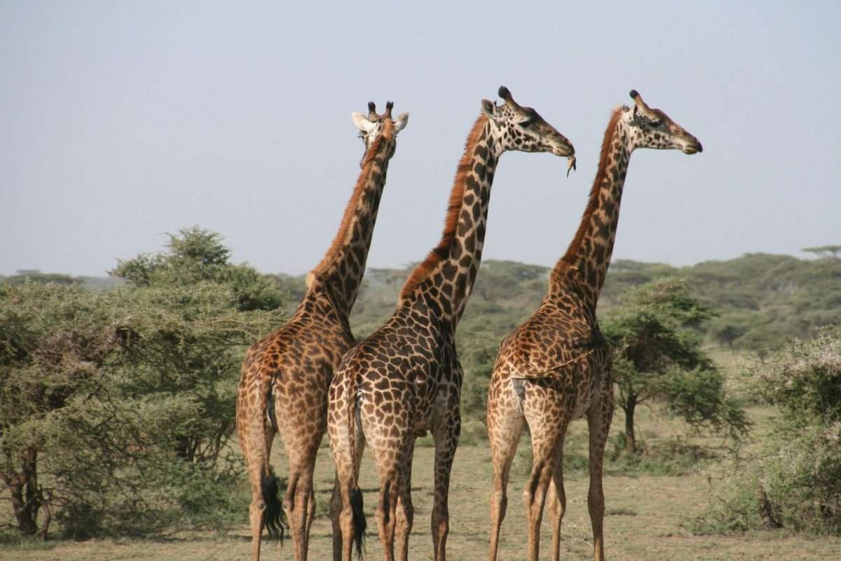 girrafe-in-tanzania-safari