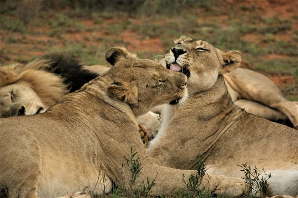 lion-safari-tanzania