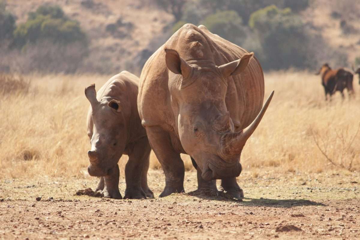 rhino-africa-safari