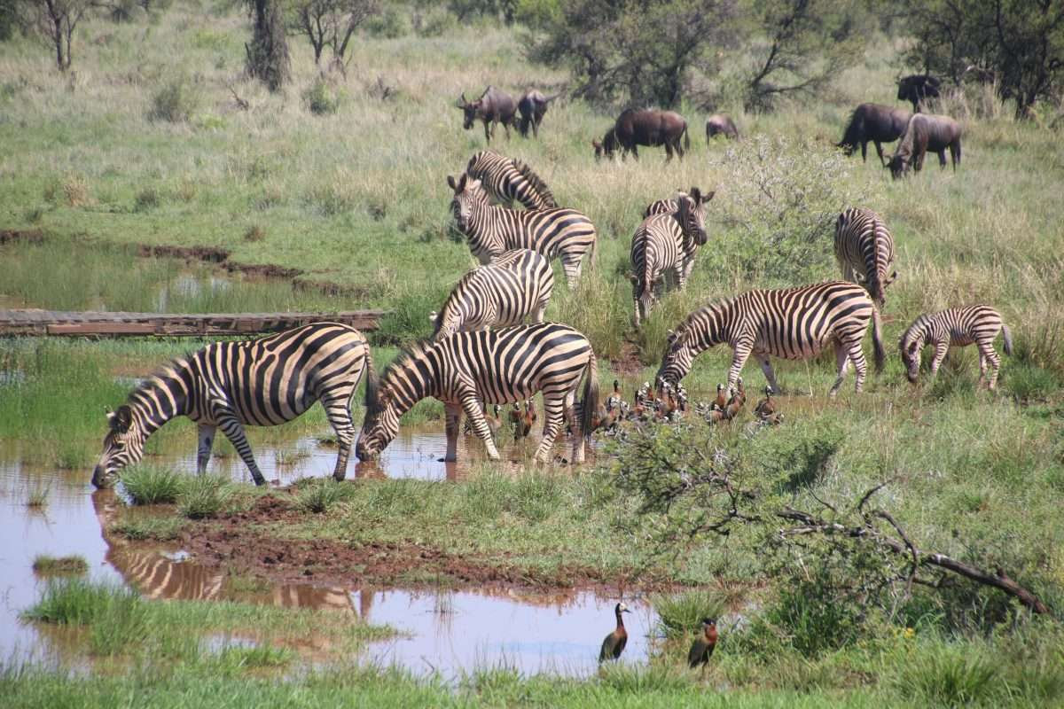 What You Should Know Before a Safari in Tanzania