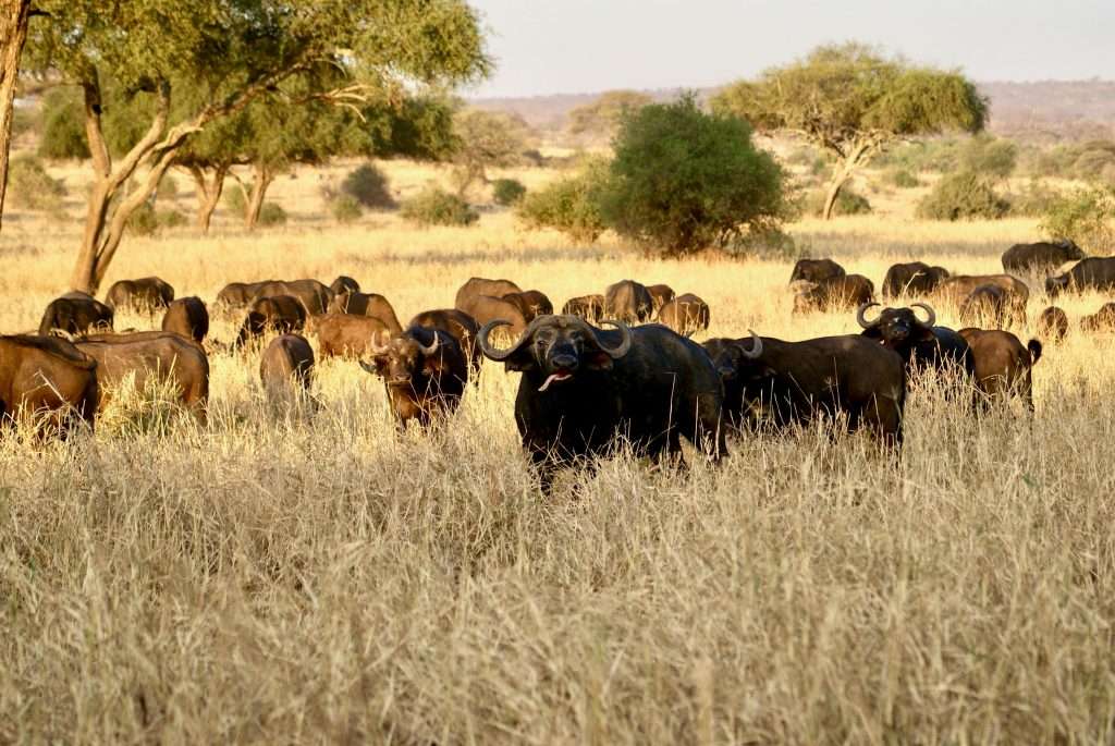 Tanzania safari cost starts around $350 per person per day.