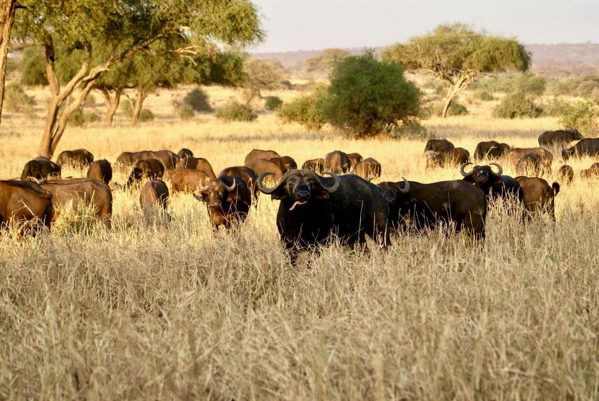 Tanzania safari cost starts around $350 per person per day.
