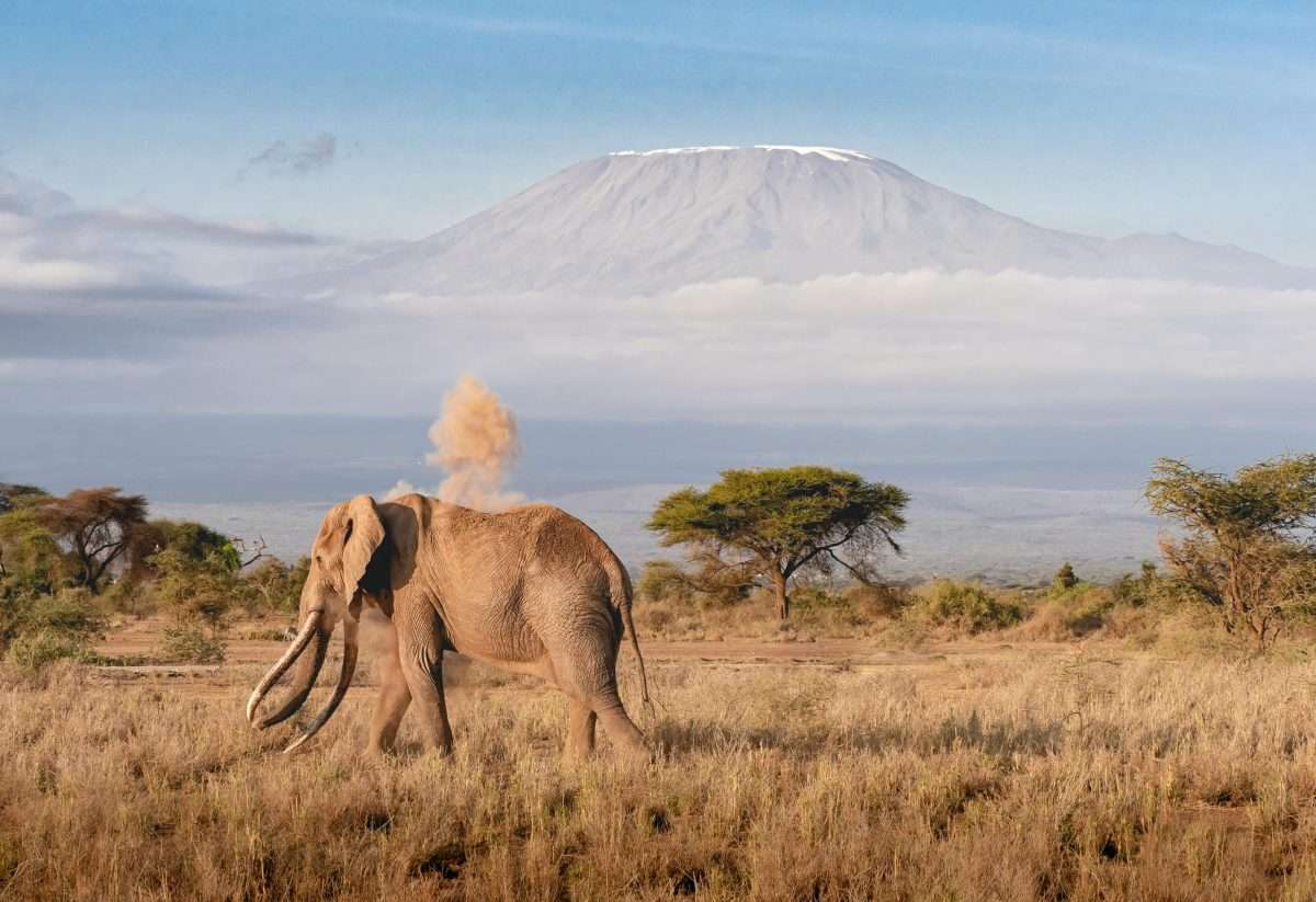 elephants-with-mt-Kilimanjaro