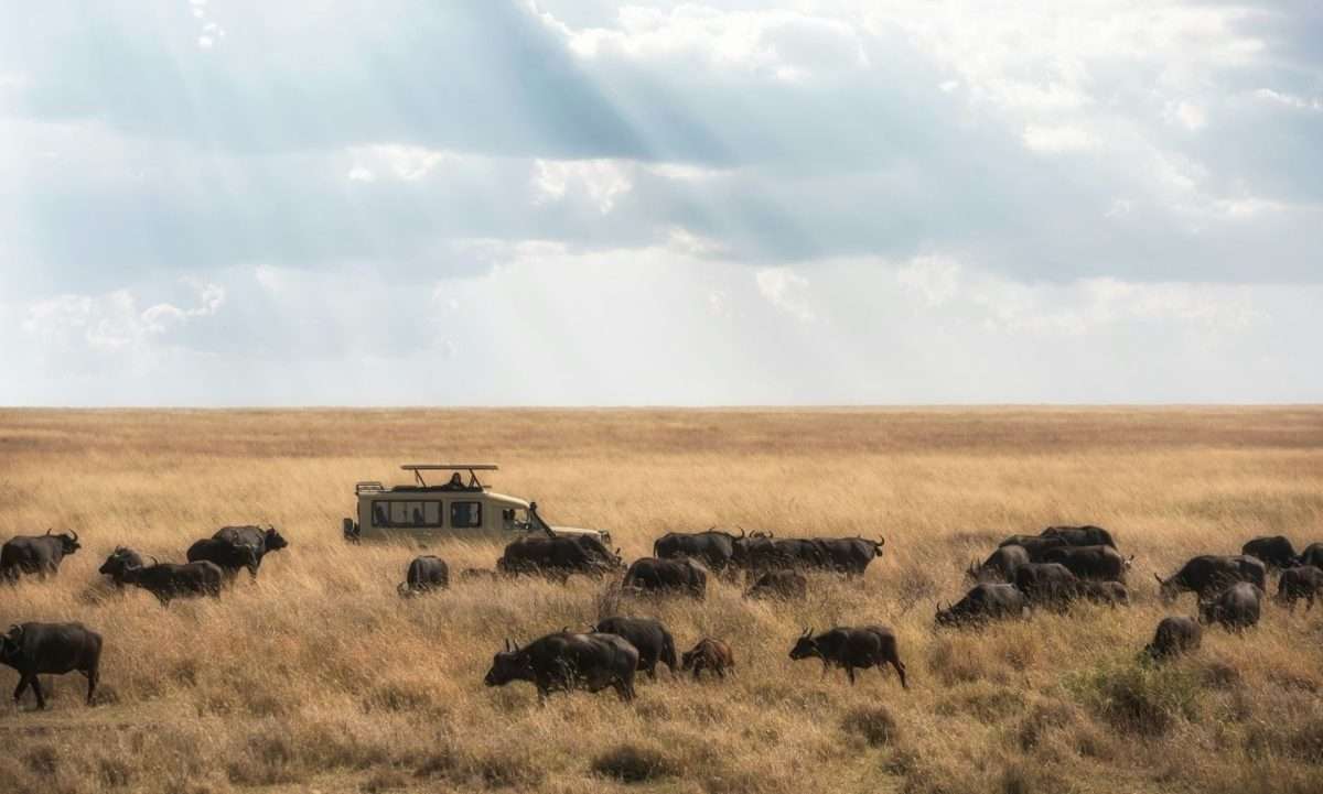 8 Days Great Migration Safari Package Calving Season