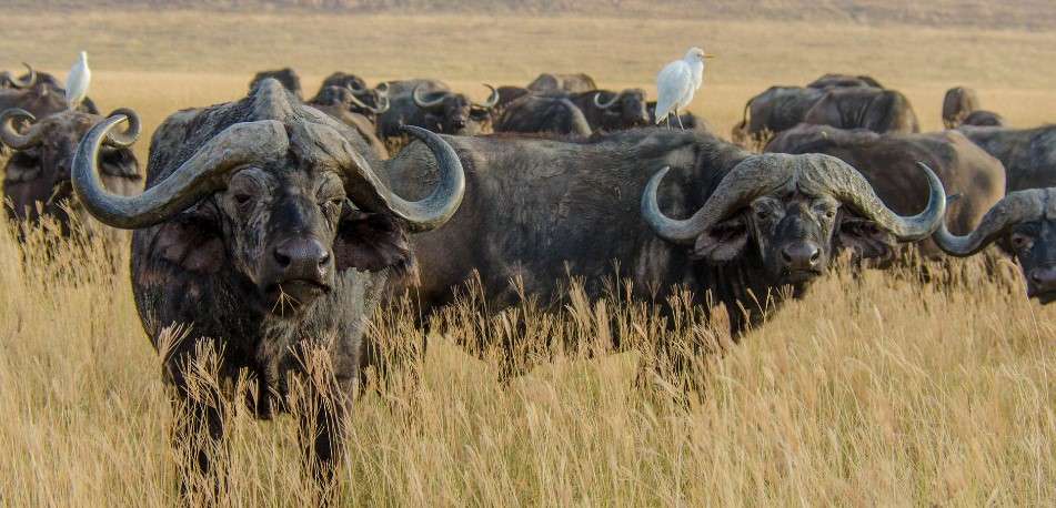 Buffalo