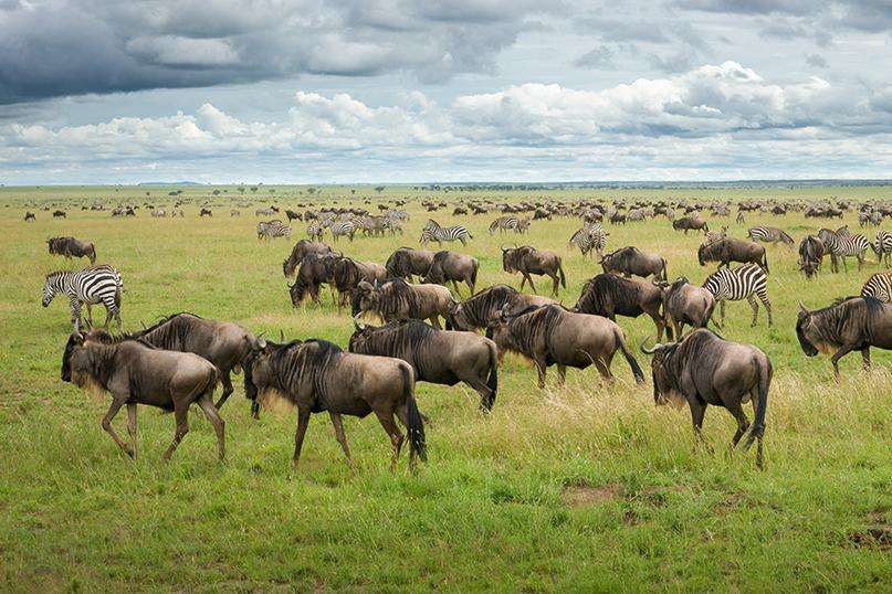 Central Serengeti
