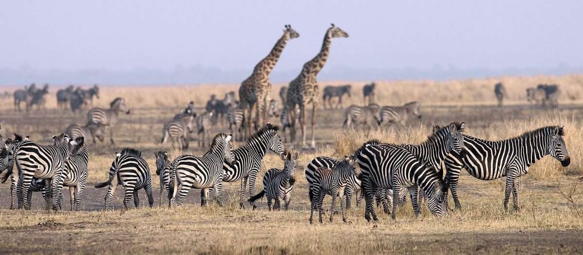 Central Serengeti