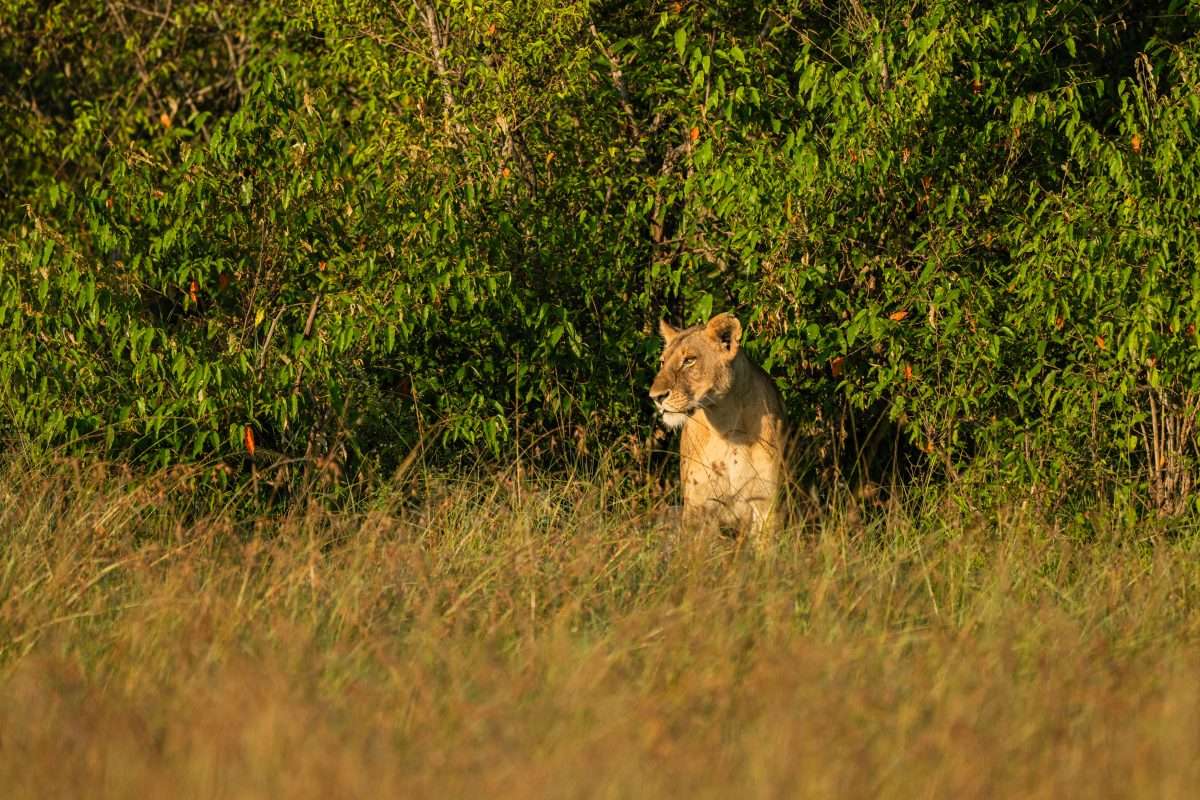 african safari tour tanzania