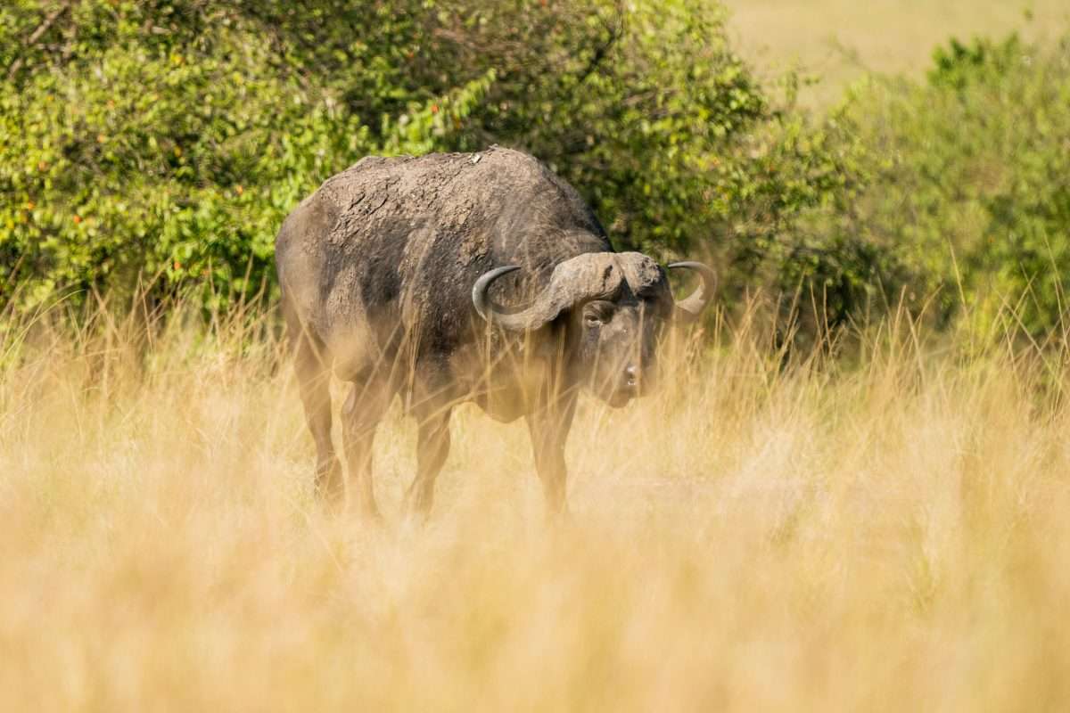 8 Days Tanzania Calving Safari