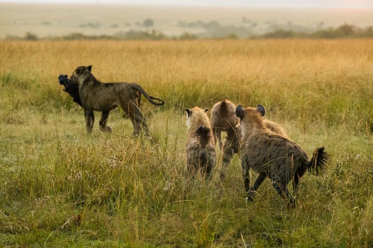 7 Days Northern Tanzania Safari