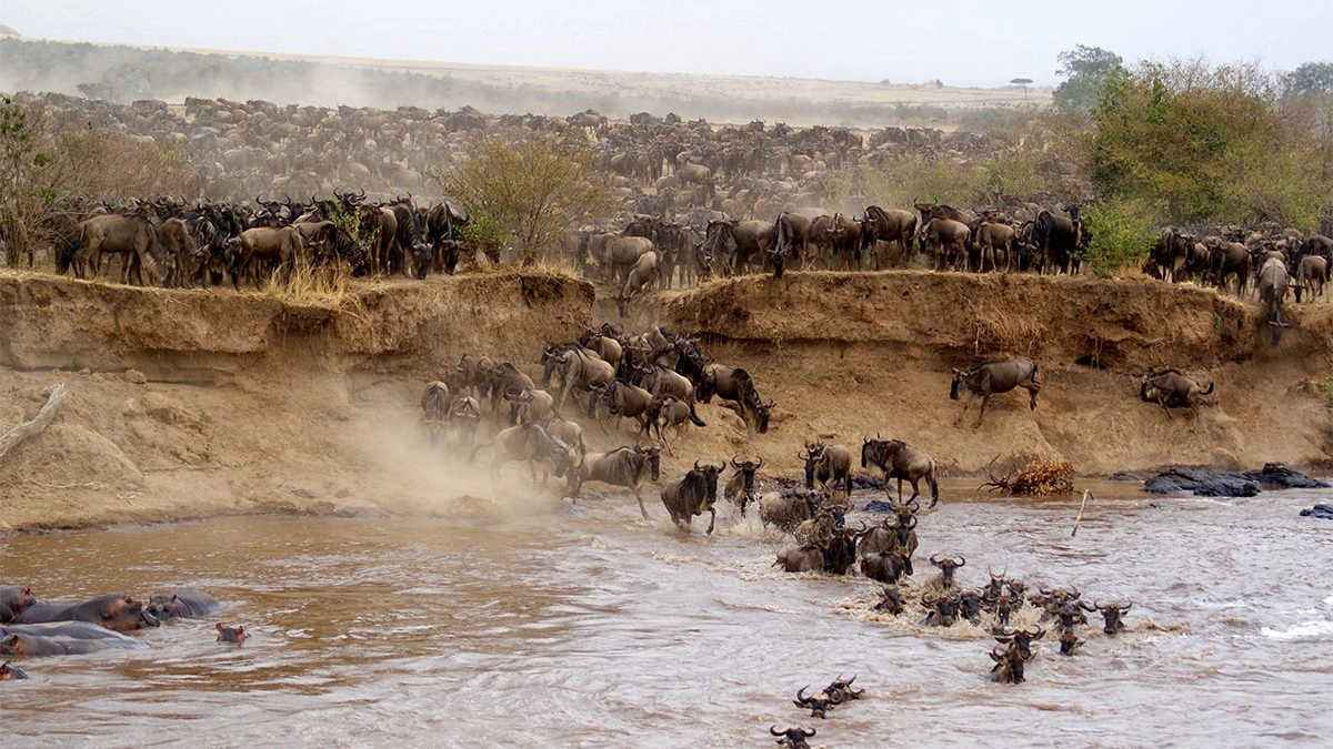 Masai-Mara