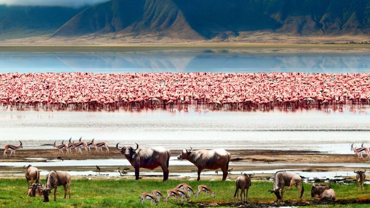 Ngorongoro Crater