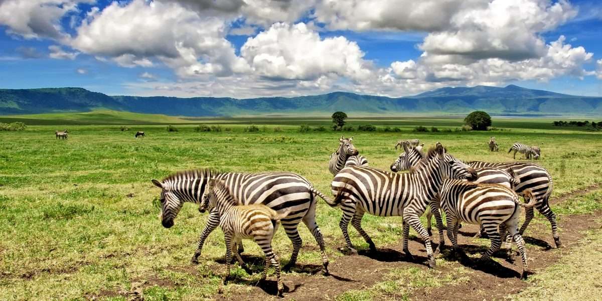 Ngorongoro Crater