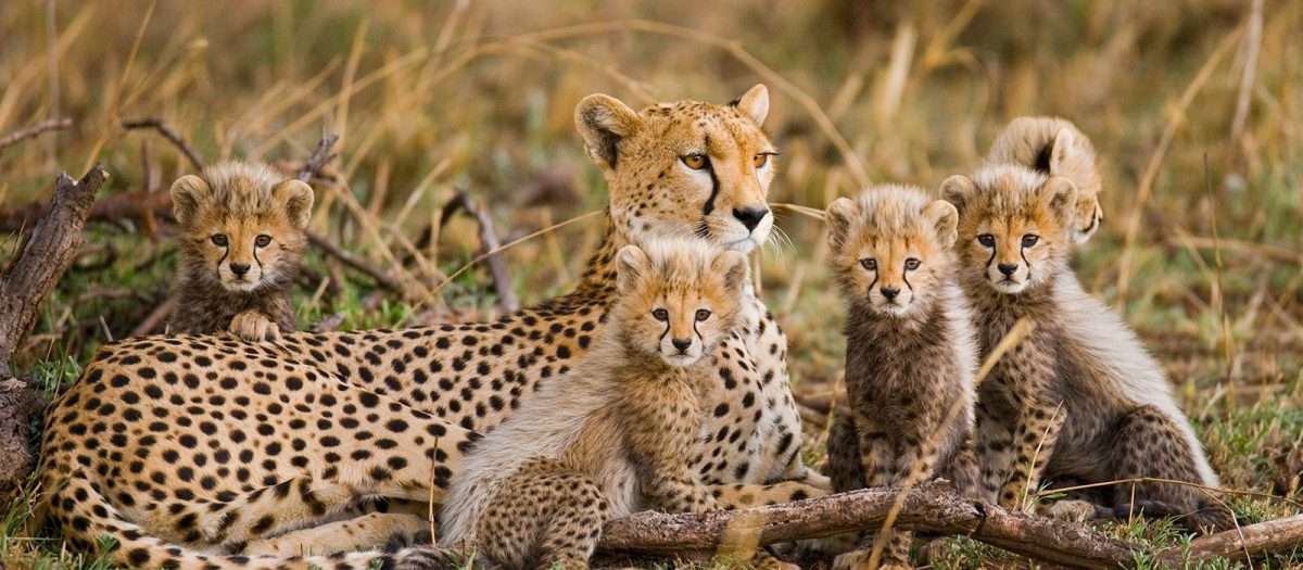 Northern Serengeti