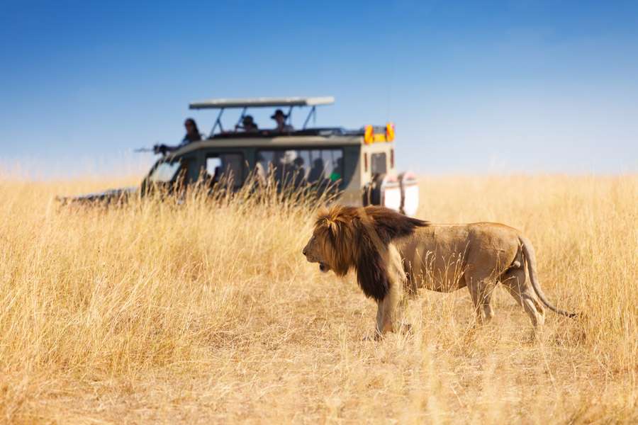 Predator Tracking in Seronera