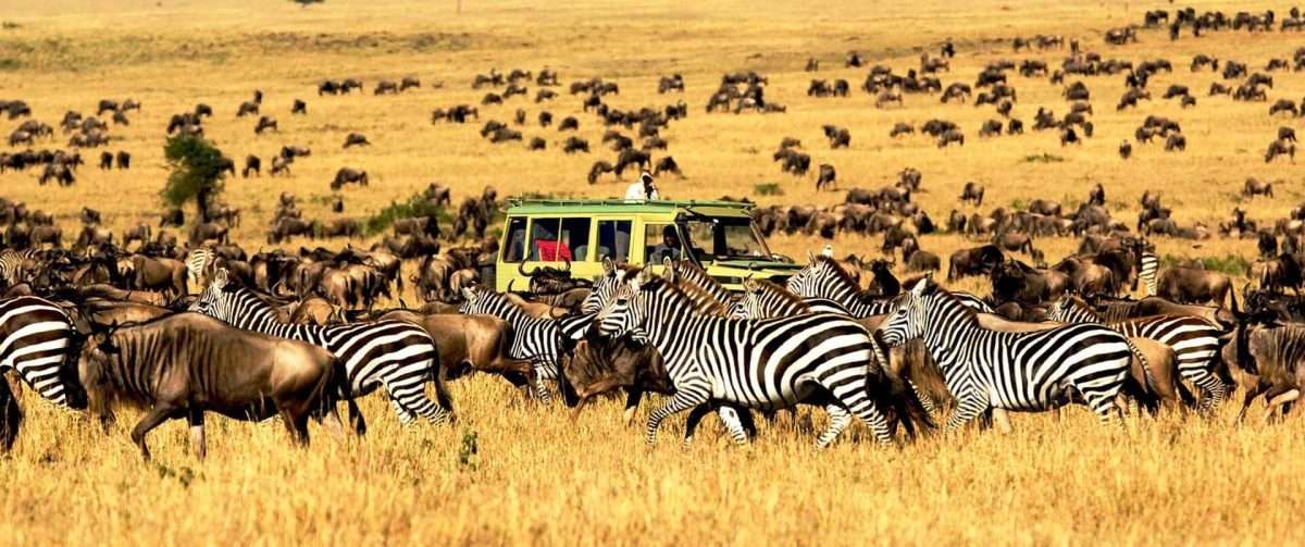 Serengeti-National-Park--tanzania-safari
