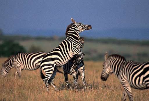 Tarangire National Park