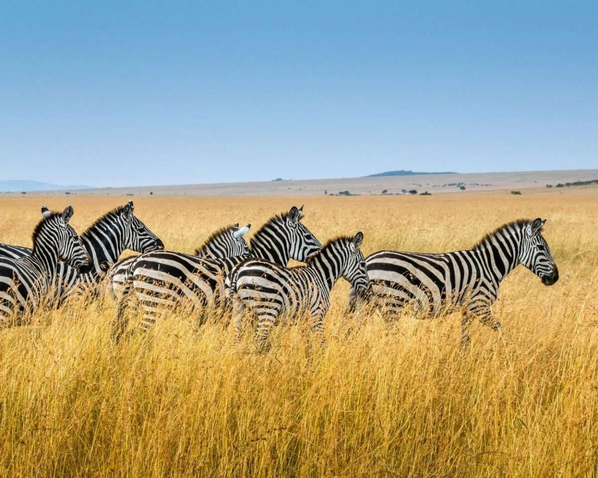 Amboseli Dreams: 3 Days Through Kenya’s Elephant Kingdom
