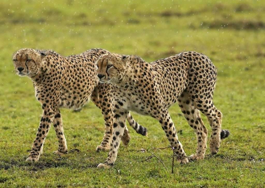 Tanzania safari