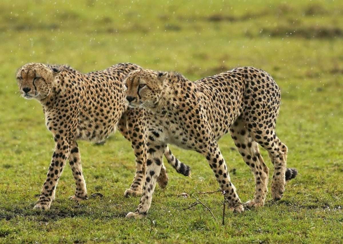 Tanzania safari