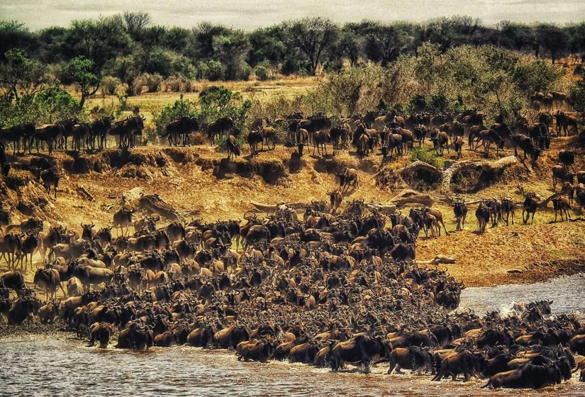 Calving Season Safari (February)