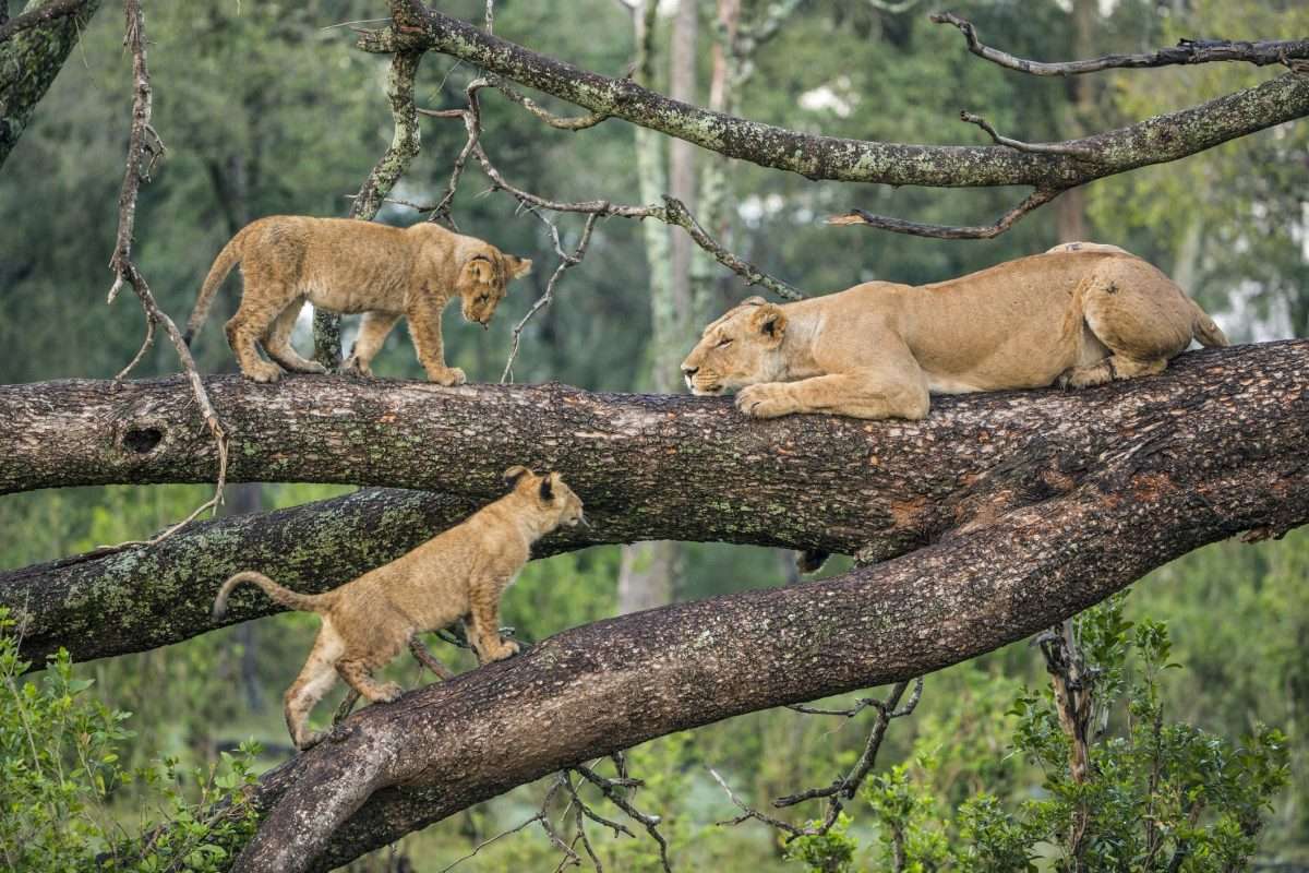 lion-on-tree-IN-LAKE-MANYARA-tanzania