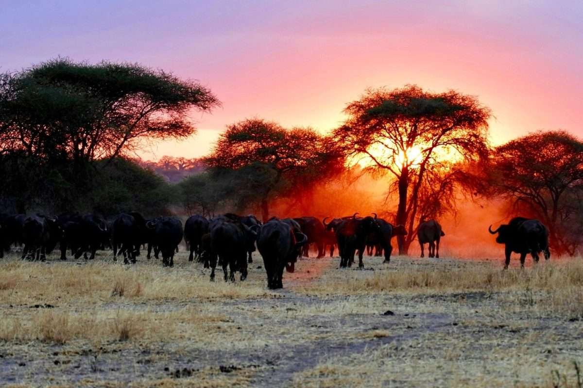 norther-tanzania-safari-price