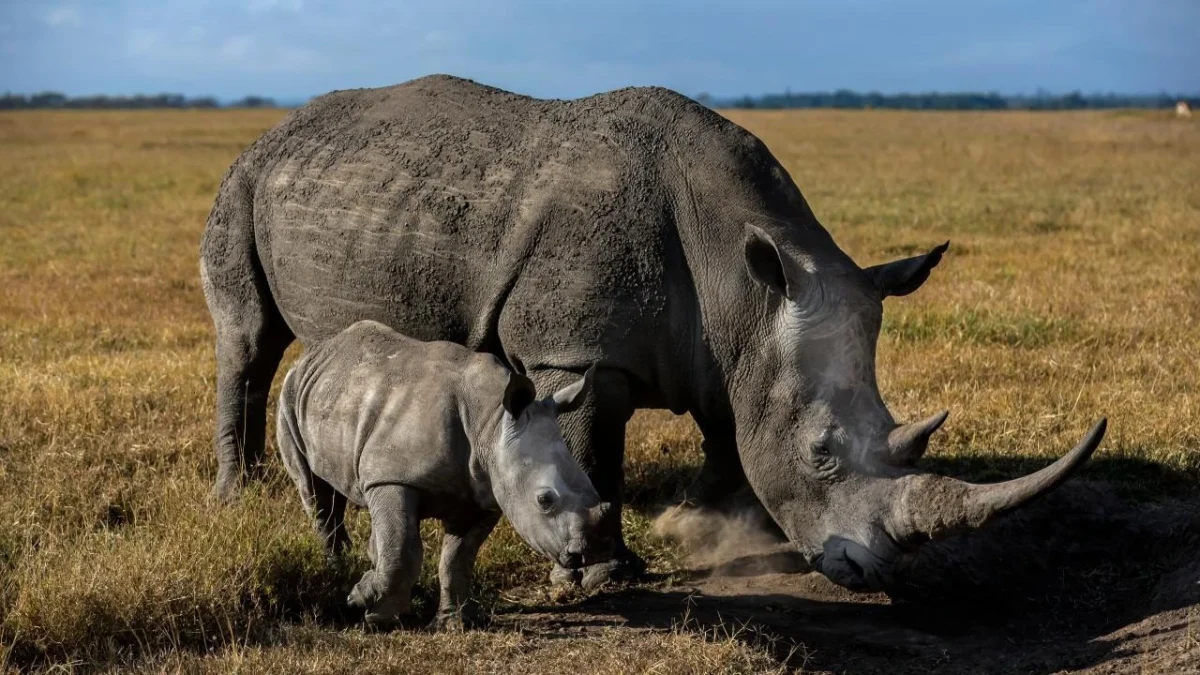 rhinos