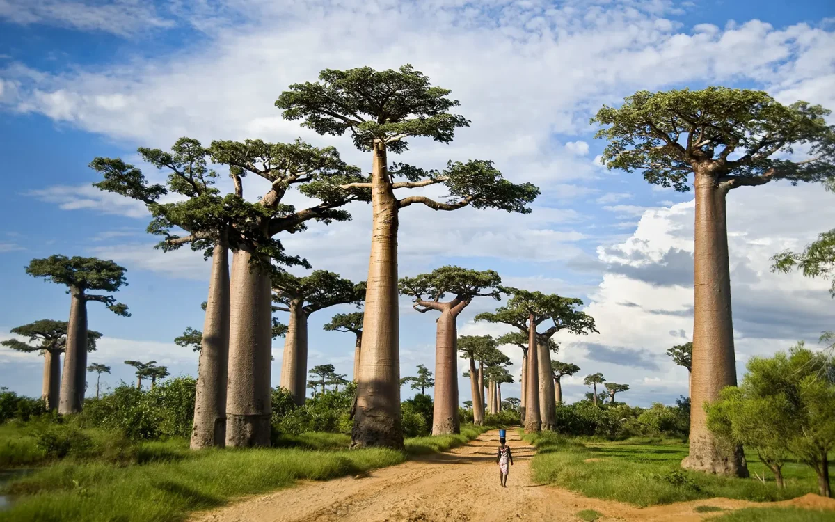 tarangire-park