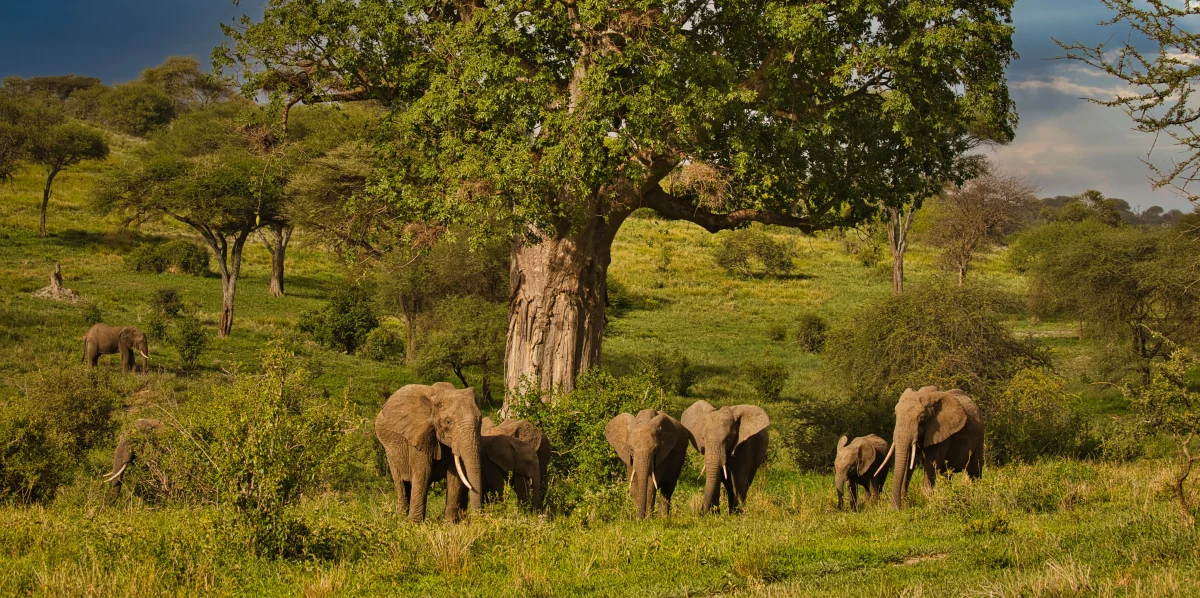 tarangire-national-park-luxury-safari