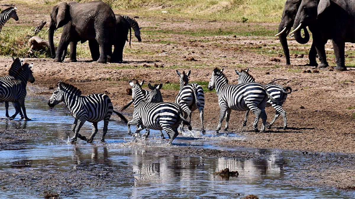 tarangire-park