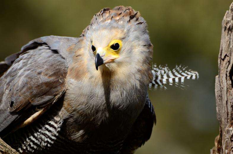 African Harrier Hawk