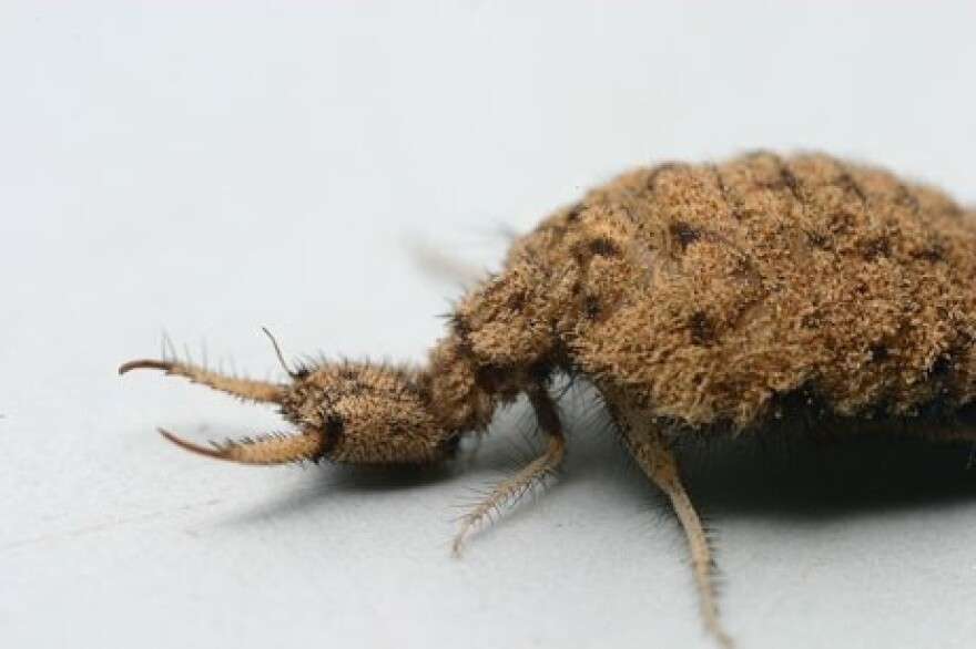 Antlion small african animal