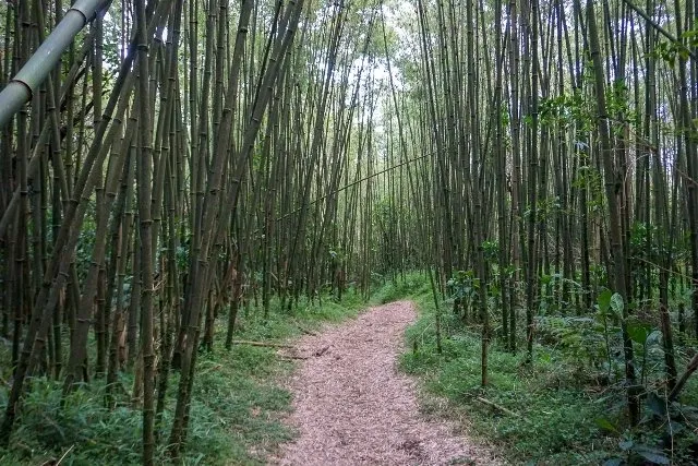 bamboo forests