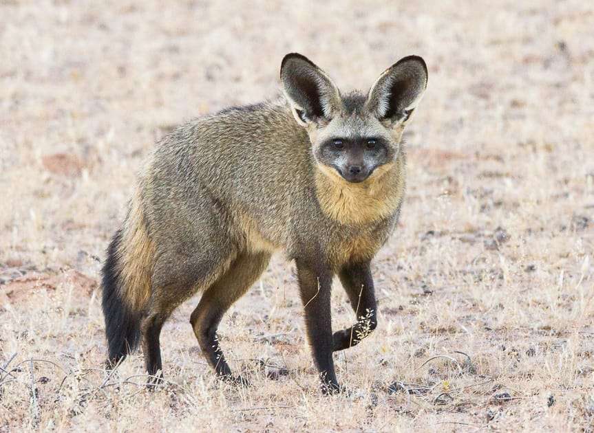 Bat Eared Fox