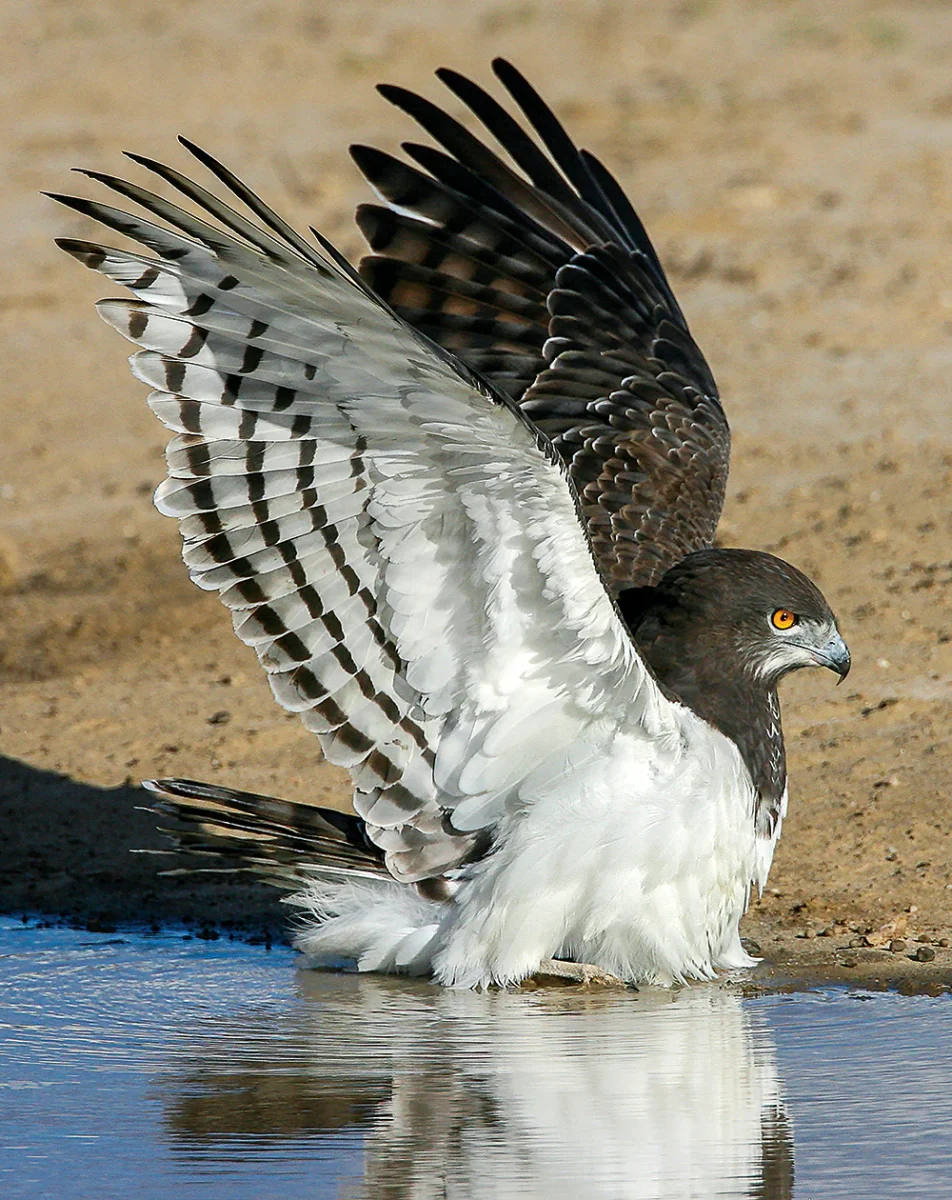 Black Chested Snake Eagle