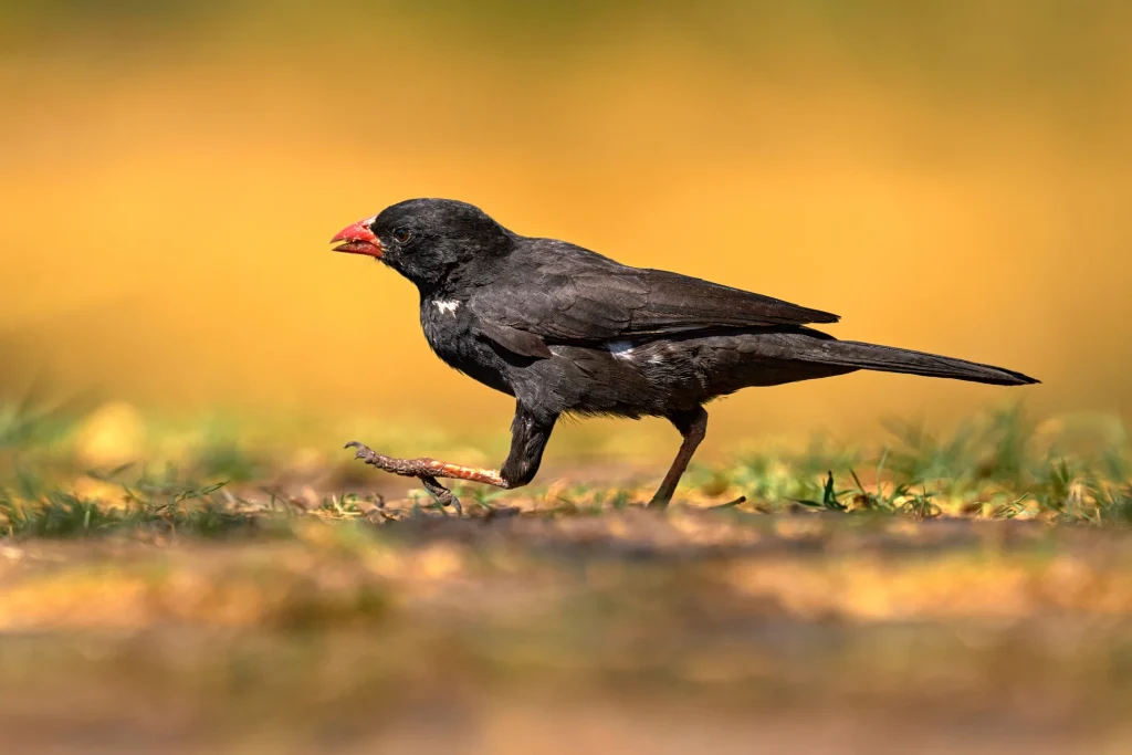 Buffalo-Weaver-small-animal-in-africa