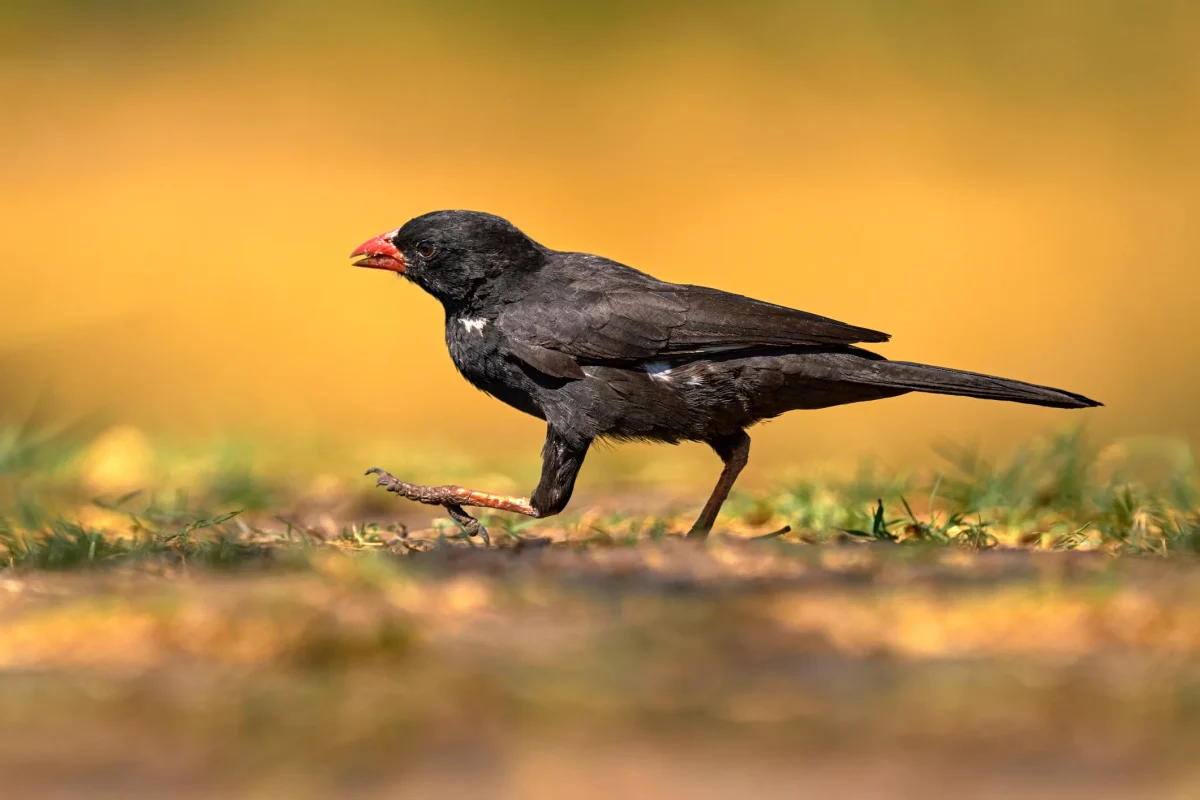 Buffalo-Weaver-small-animal-in-africa