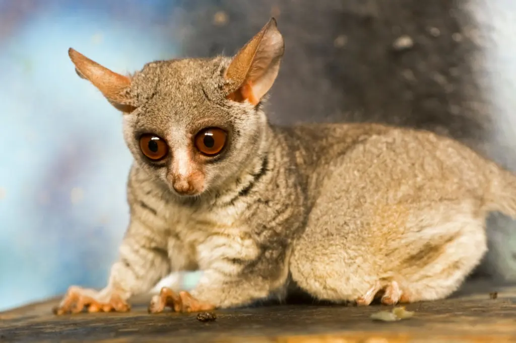 Bush babies (galagos)
