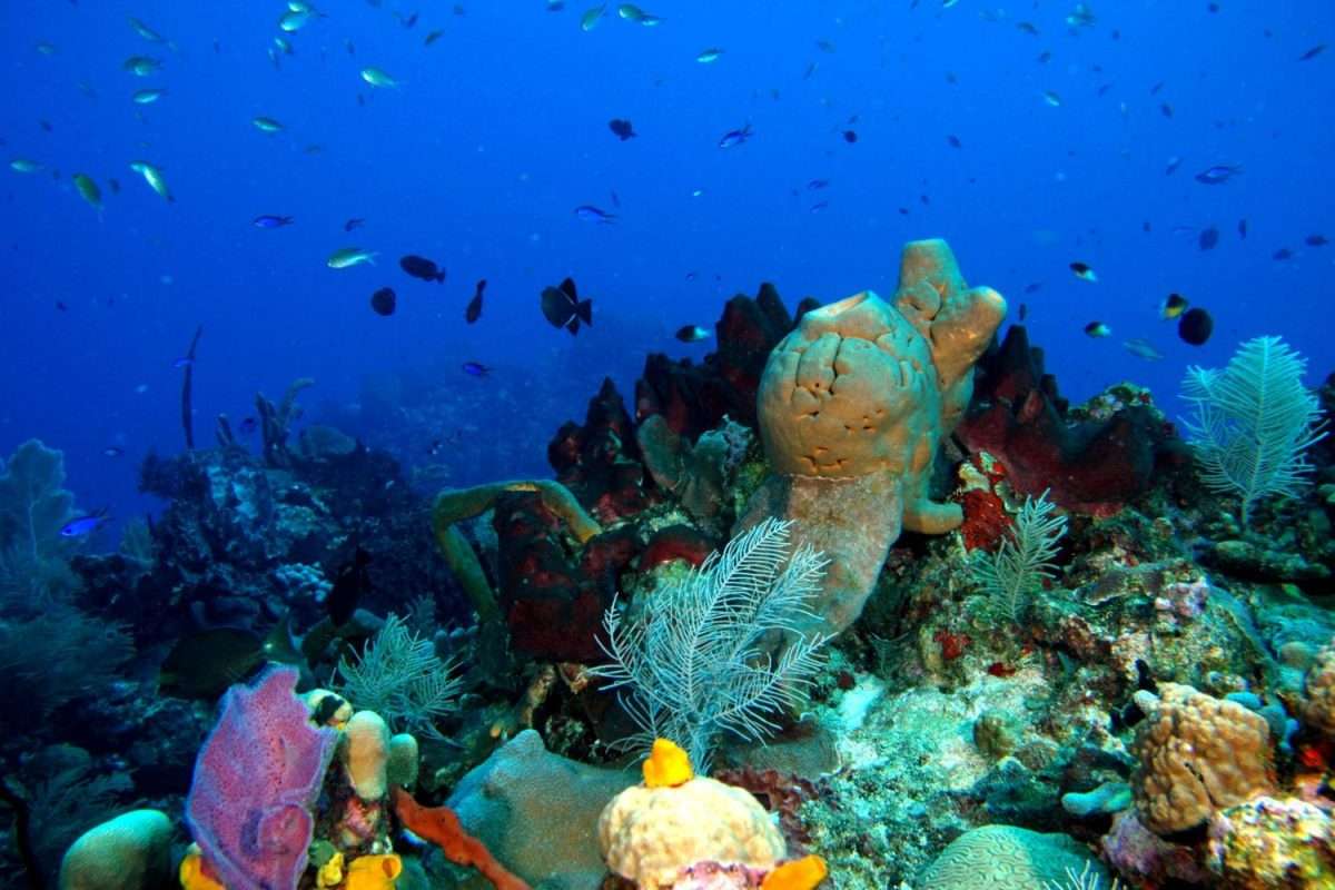 Cape-Verde-diving