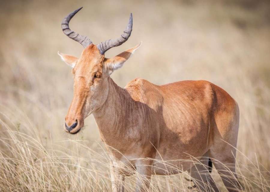 Coke’s Hartebeest